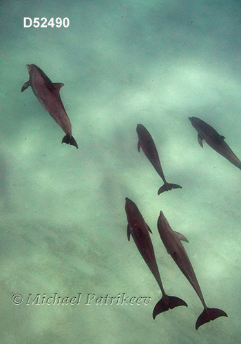 Common Bottlenose Dolphin (Tursiops truncatus)